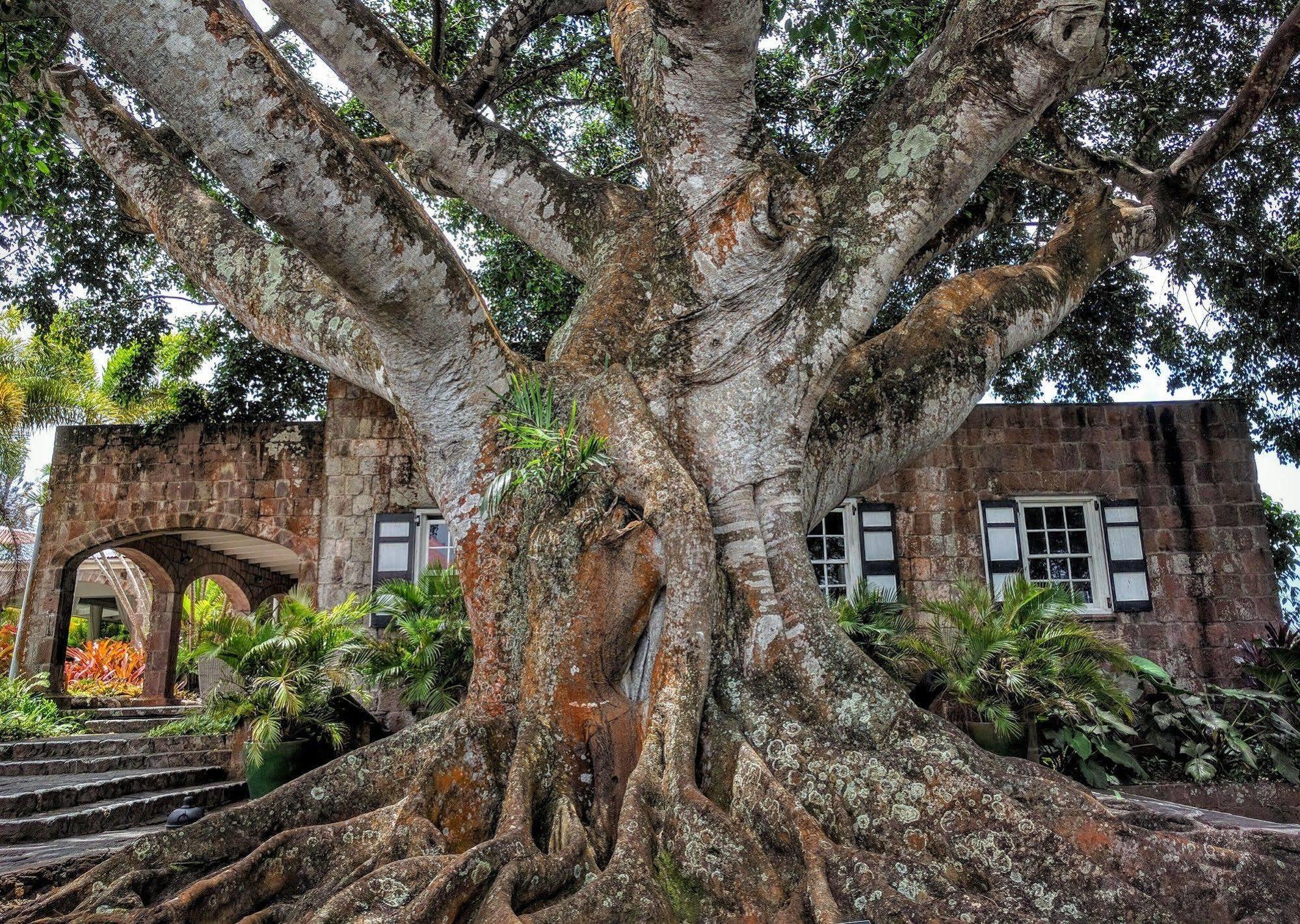 Montpelier Plantation & Beach Чарльзтаун Экстерьер фото