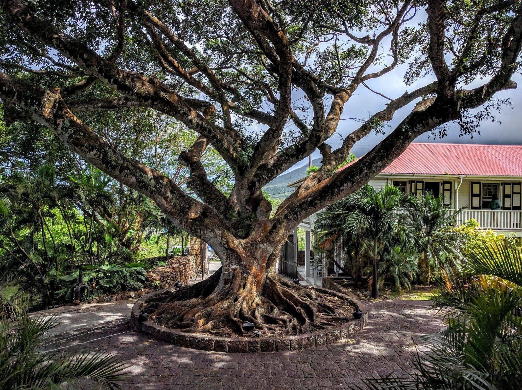 Montpelier Plantation & Beach Чарльзтаун Экстерьер фото
